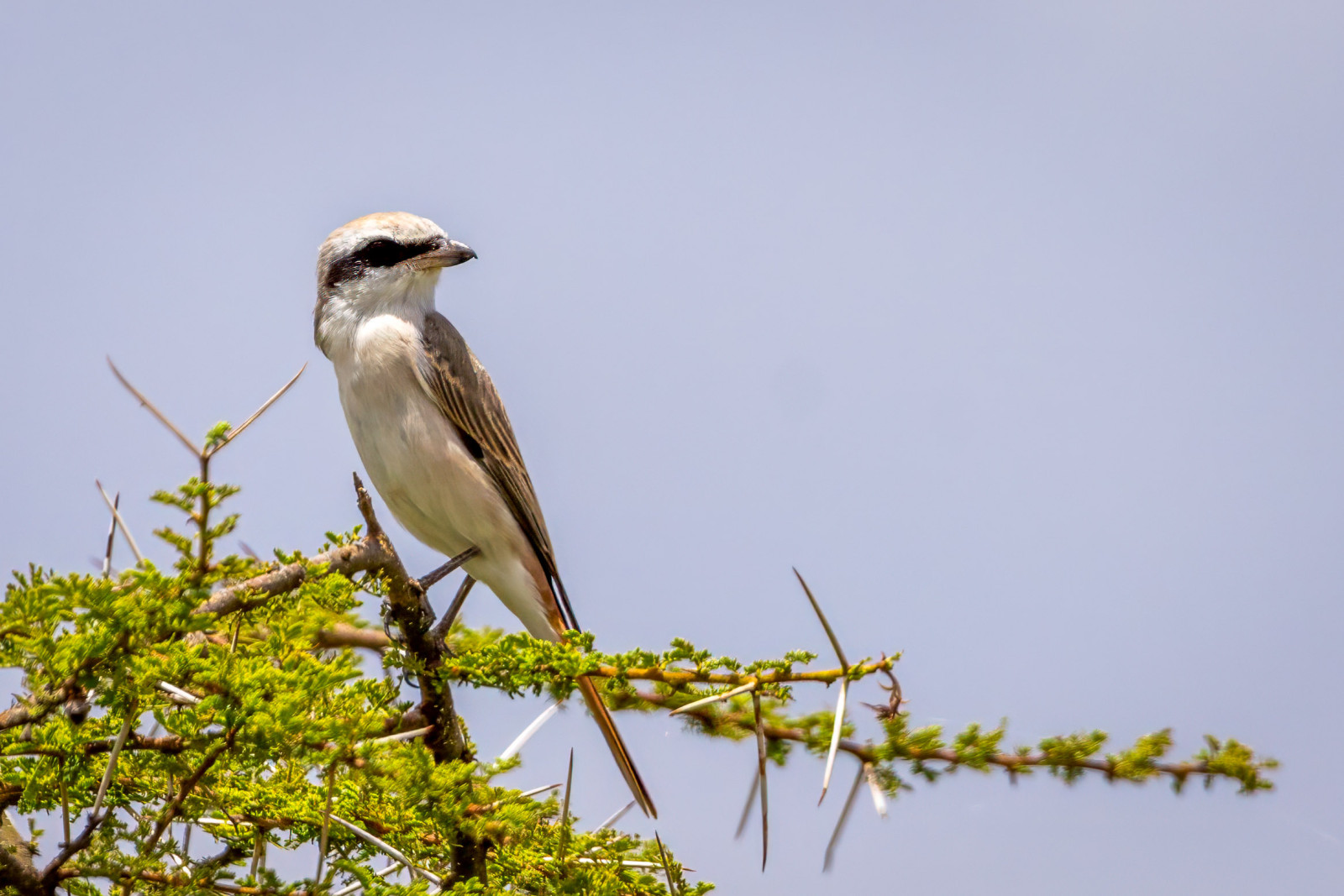 image Red-tailed Shrike